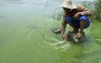 農(nóng)民在安徽巢湖用手撈藍藻 農(nóng)民在安徽巢湖用手撈藍藻